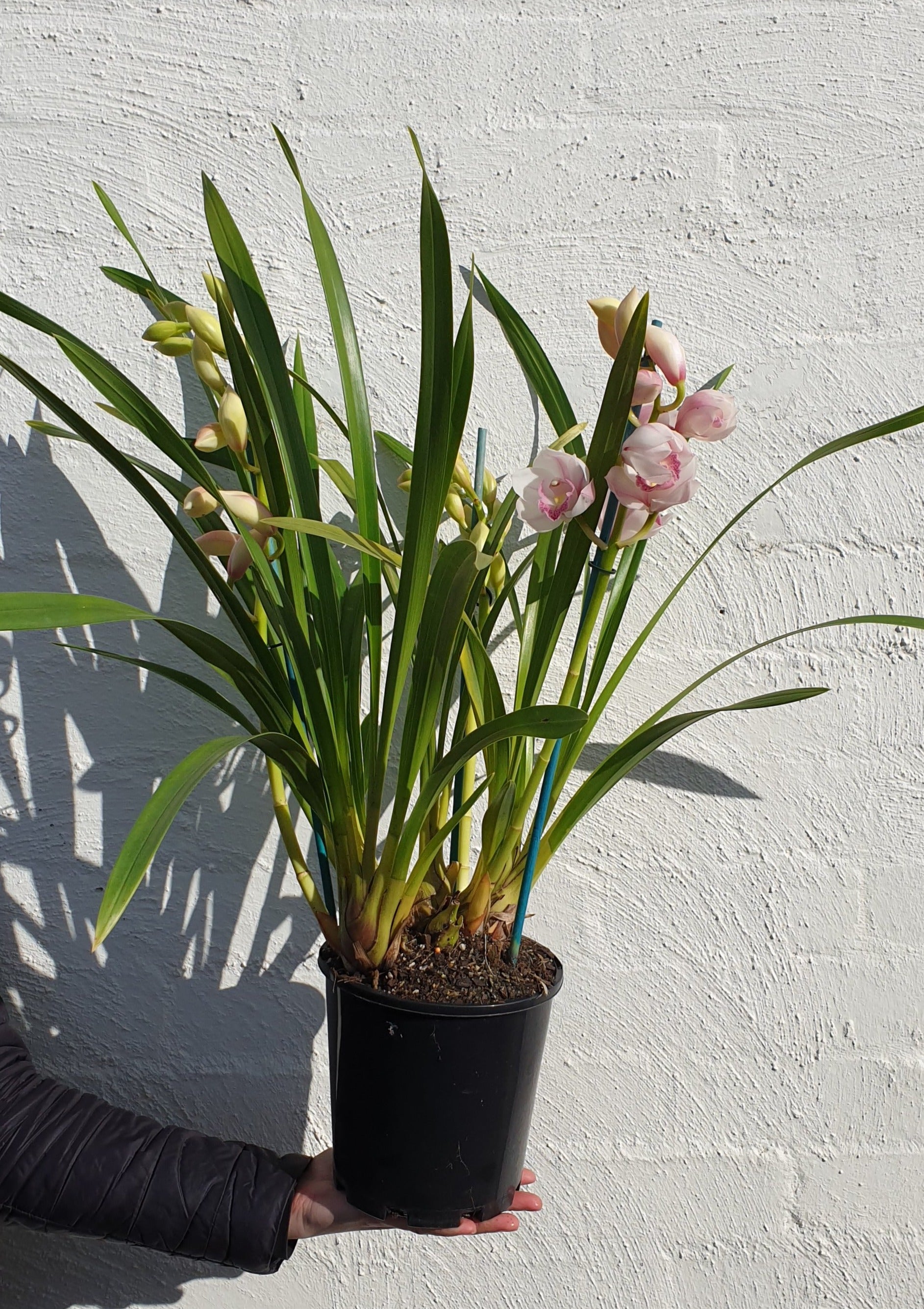 Cymbidium Plant