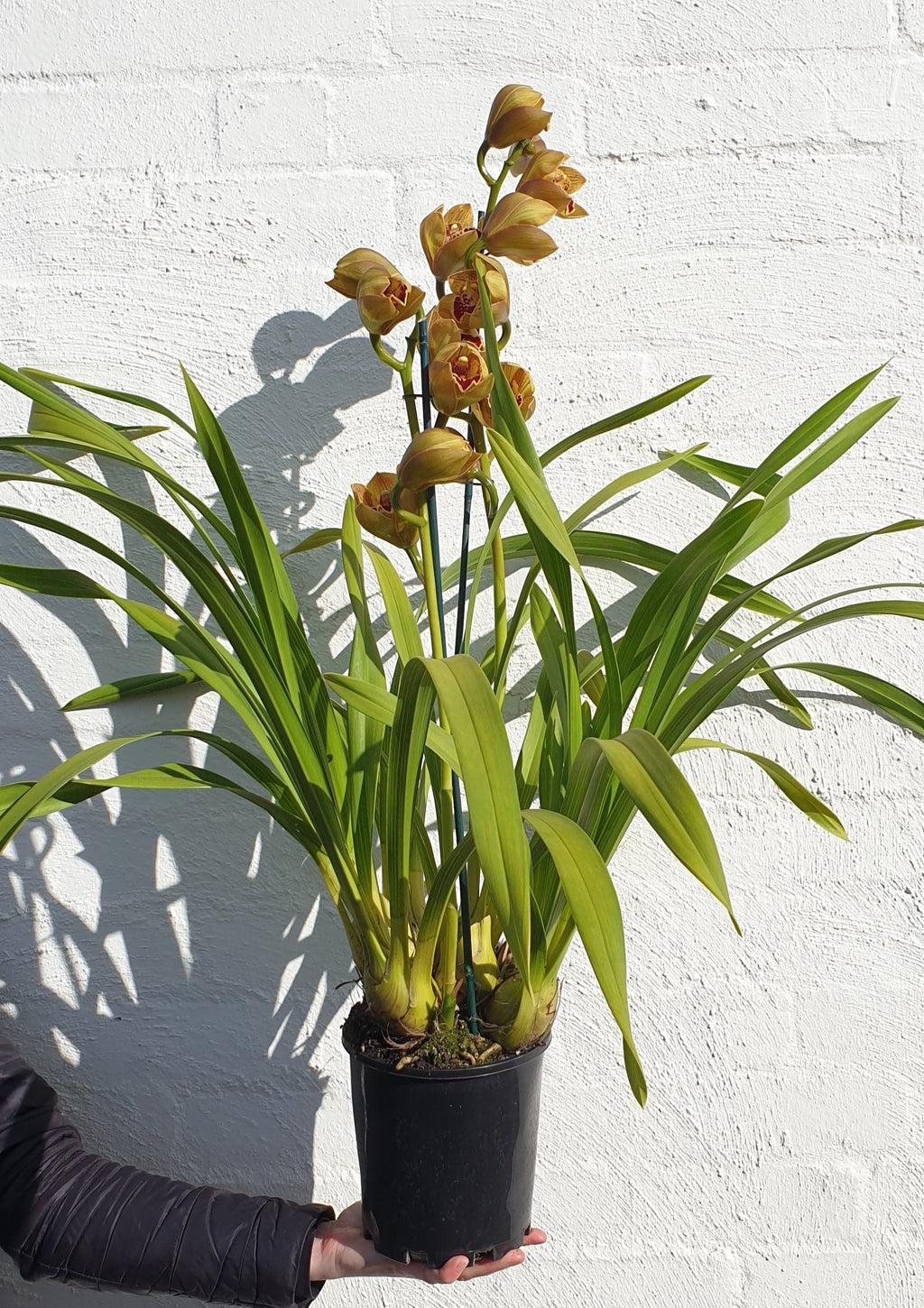 Cymbidium Plant