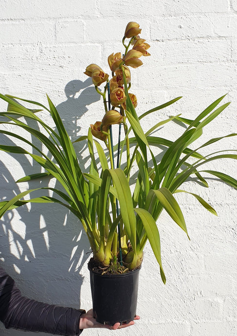 Cymbidium Plant