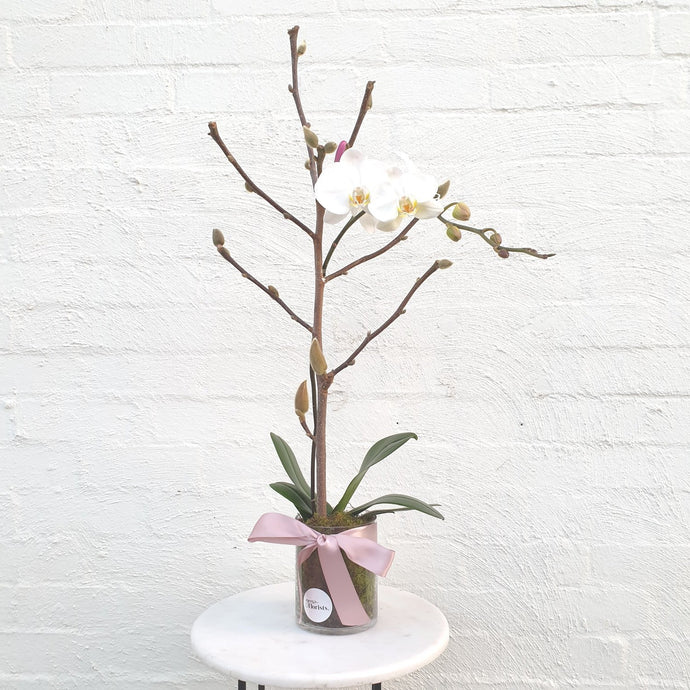 Single Phaelaenopsis Orchid in Glass Vase