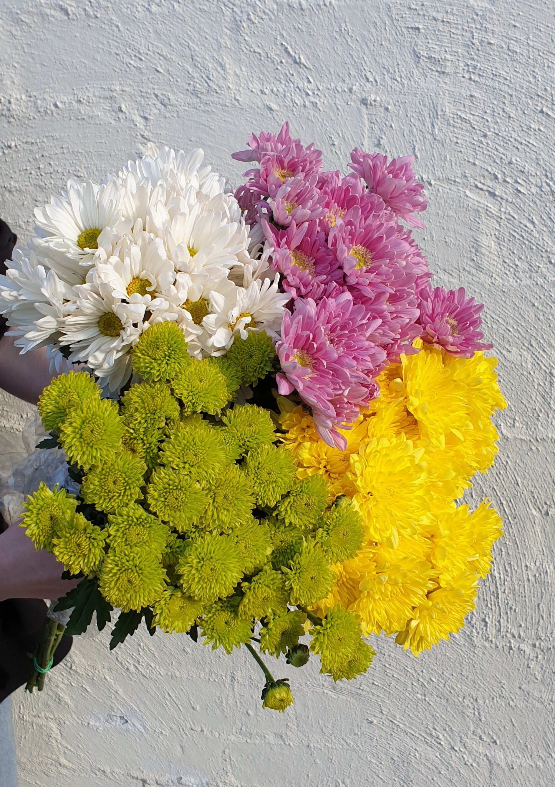 Chrysanthemum Field
