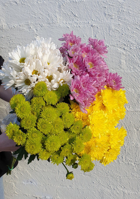 Chrysanthemum Field