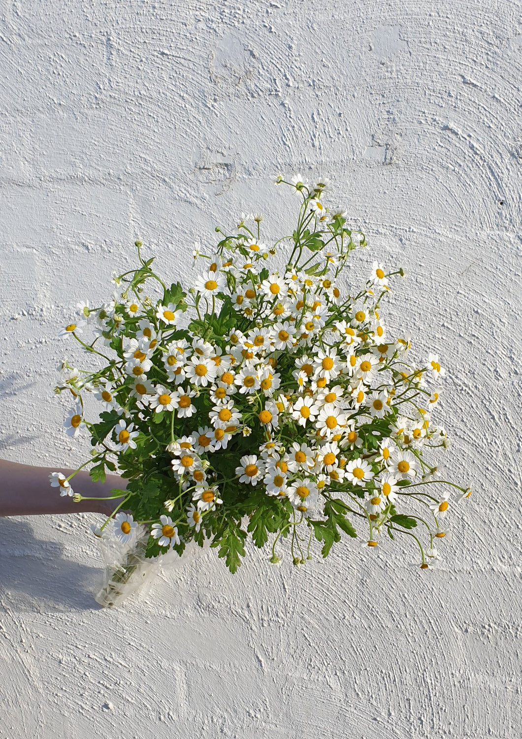Matricaria