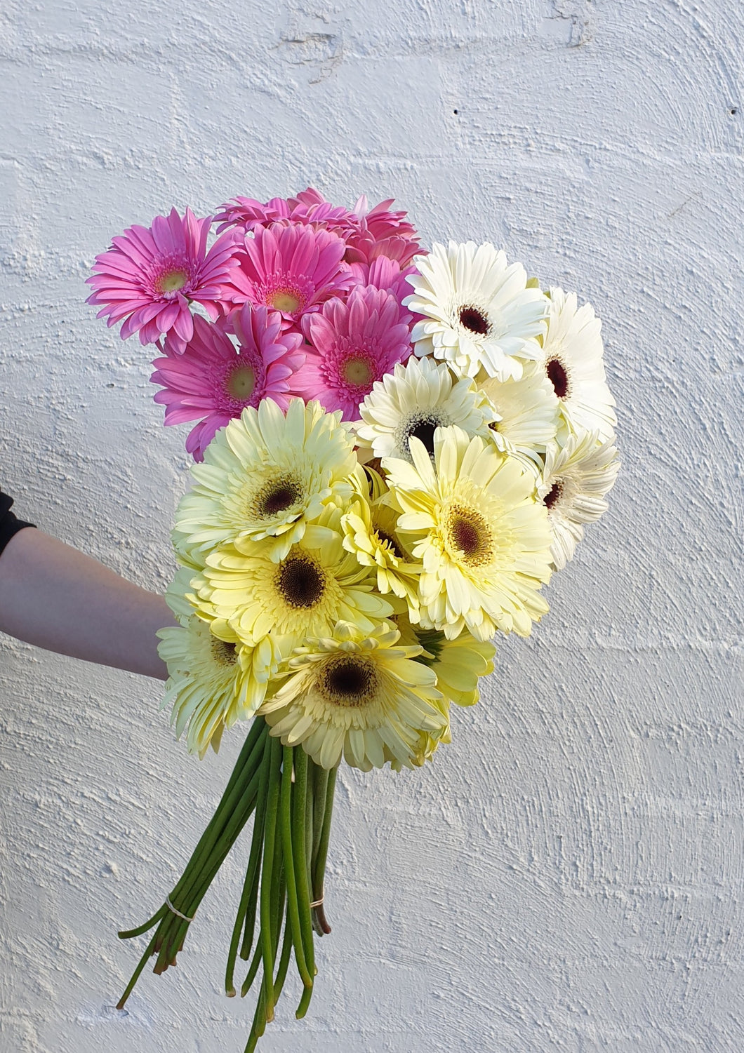 Gerbera | Grown Florist
