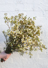 Load image into Gallery viewer, Flowering Geraldton Wax