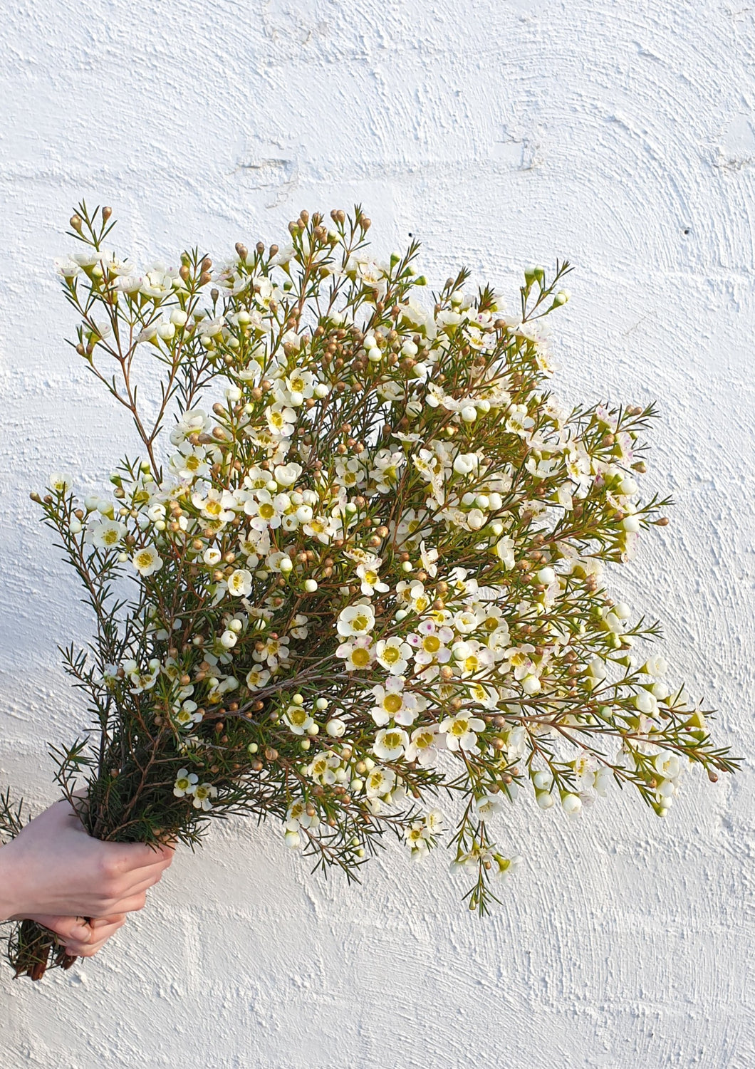Flowering Geraldton Wax