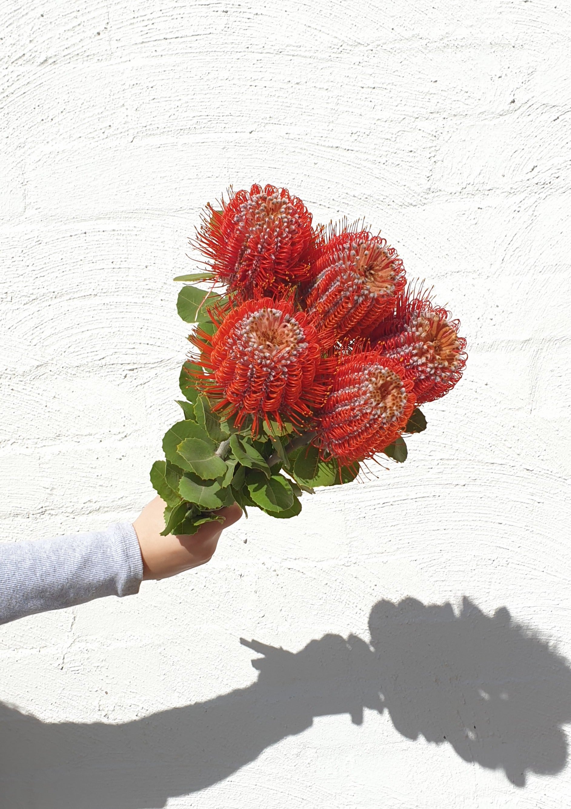 Banksia Coccinea