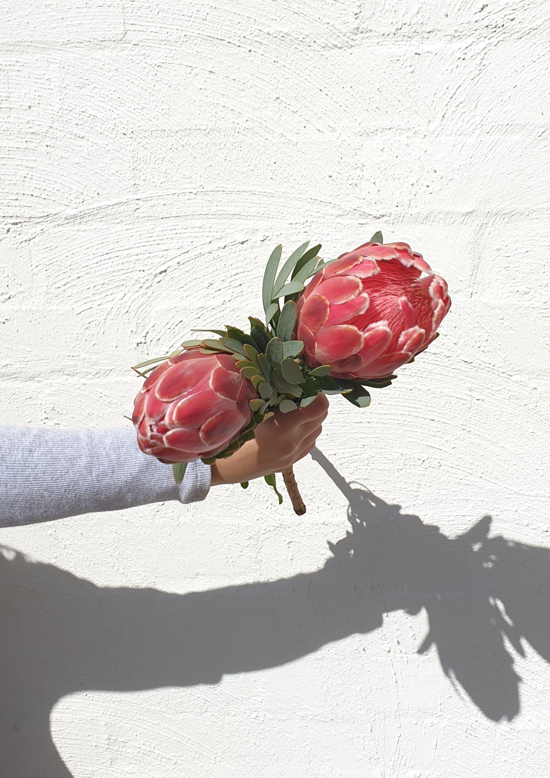 Venus Protea