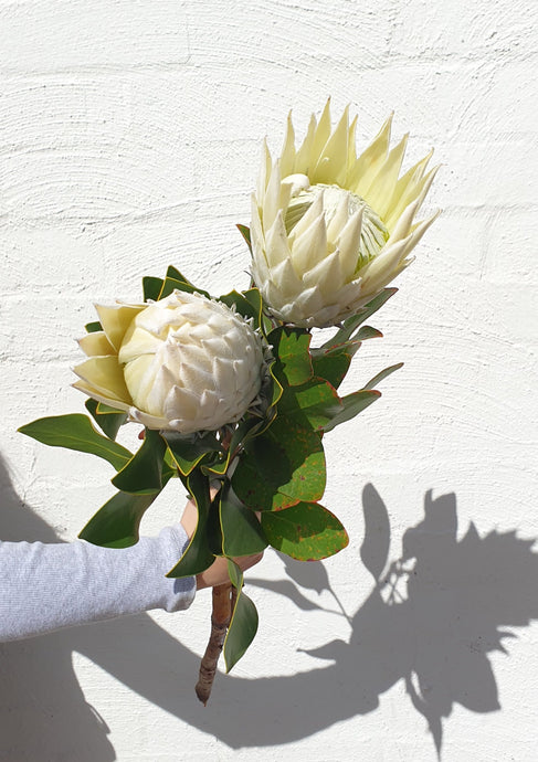 King Protea