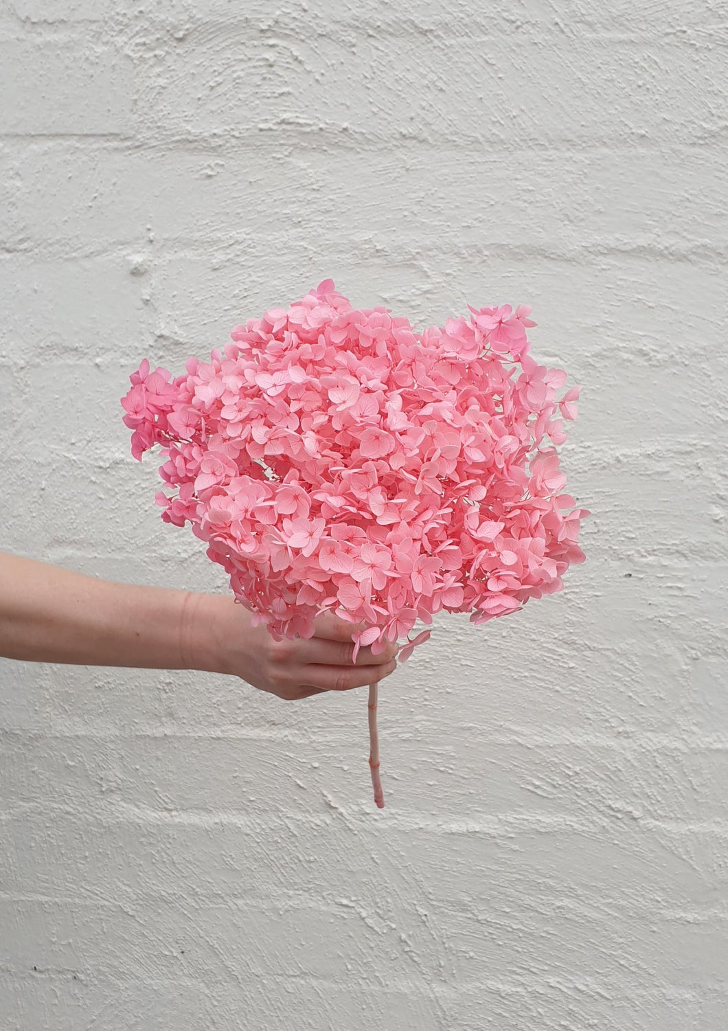 Preserved Bright Pink Hydrangea | Grown Florist