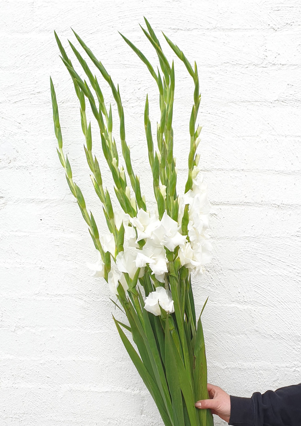 Ginger Lily by Wavertree & London