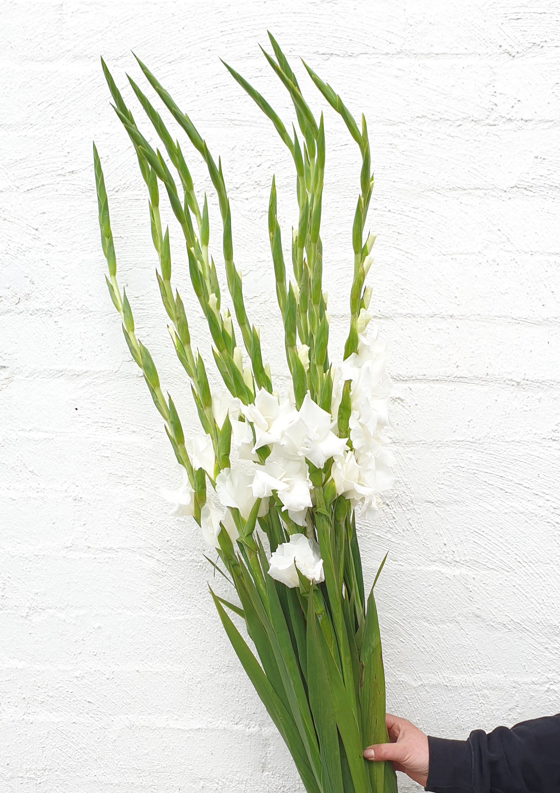 Ginger Lily by Wavertree & London