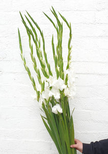 Ginger Lily by Wavertree & London
