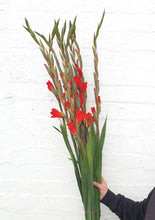 Load image into Gallery viewer, Ginger Lily by Wavertree &amp; London