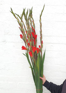 Ginger Lily by Wavertree & London