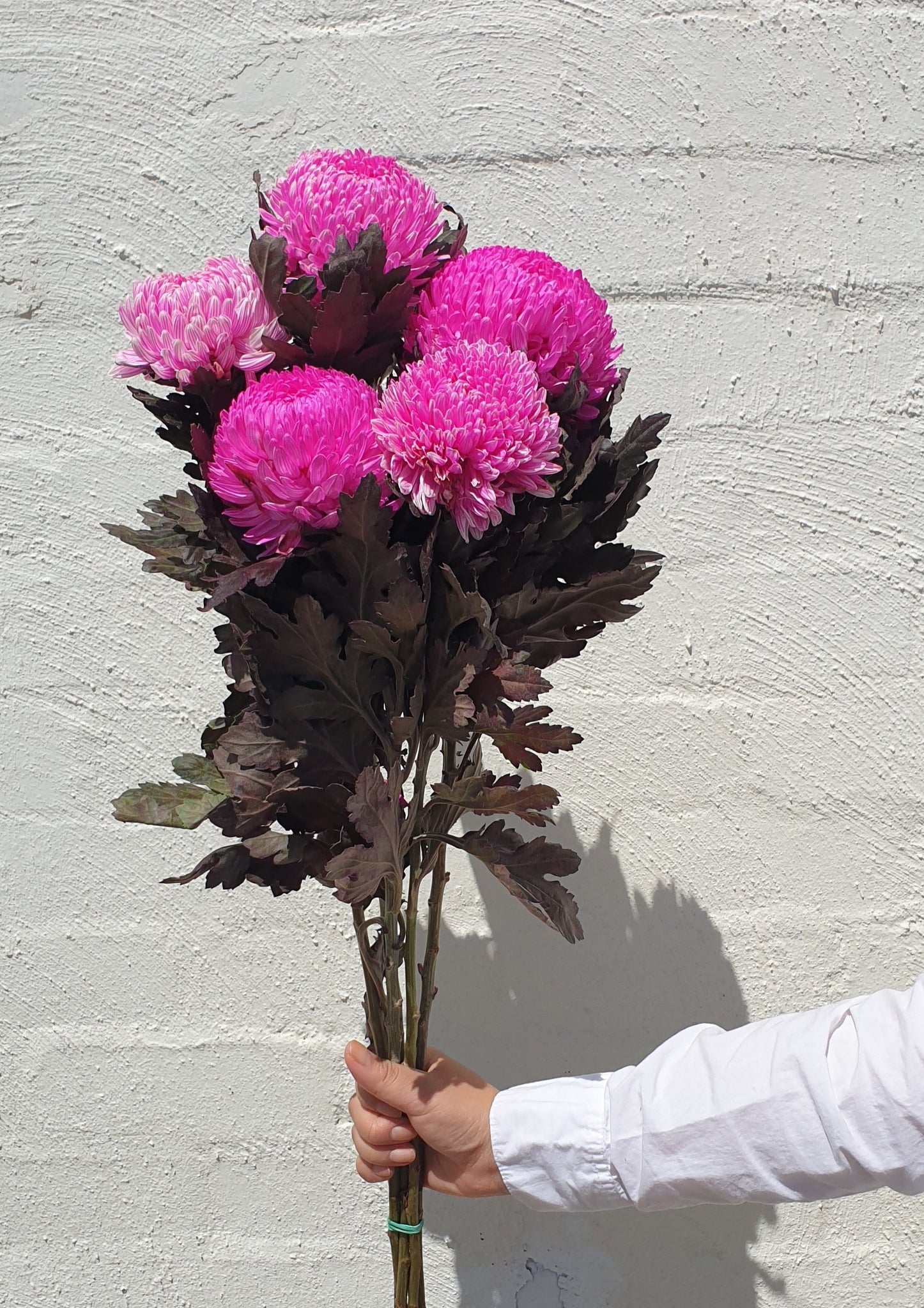 Chrysanthemum Disbud – Grown Florists