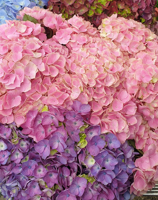 Hydrangea