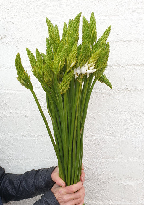 Chincherinchee