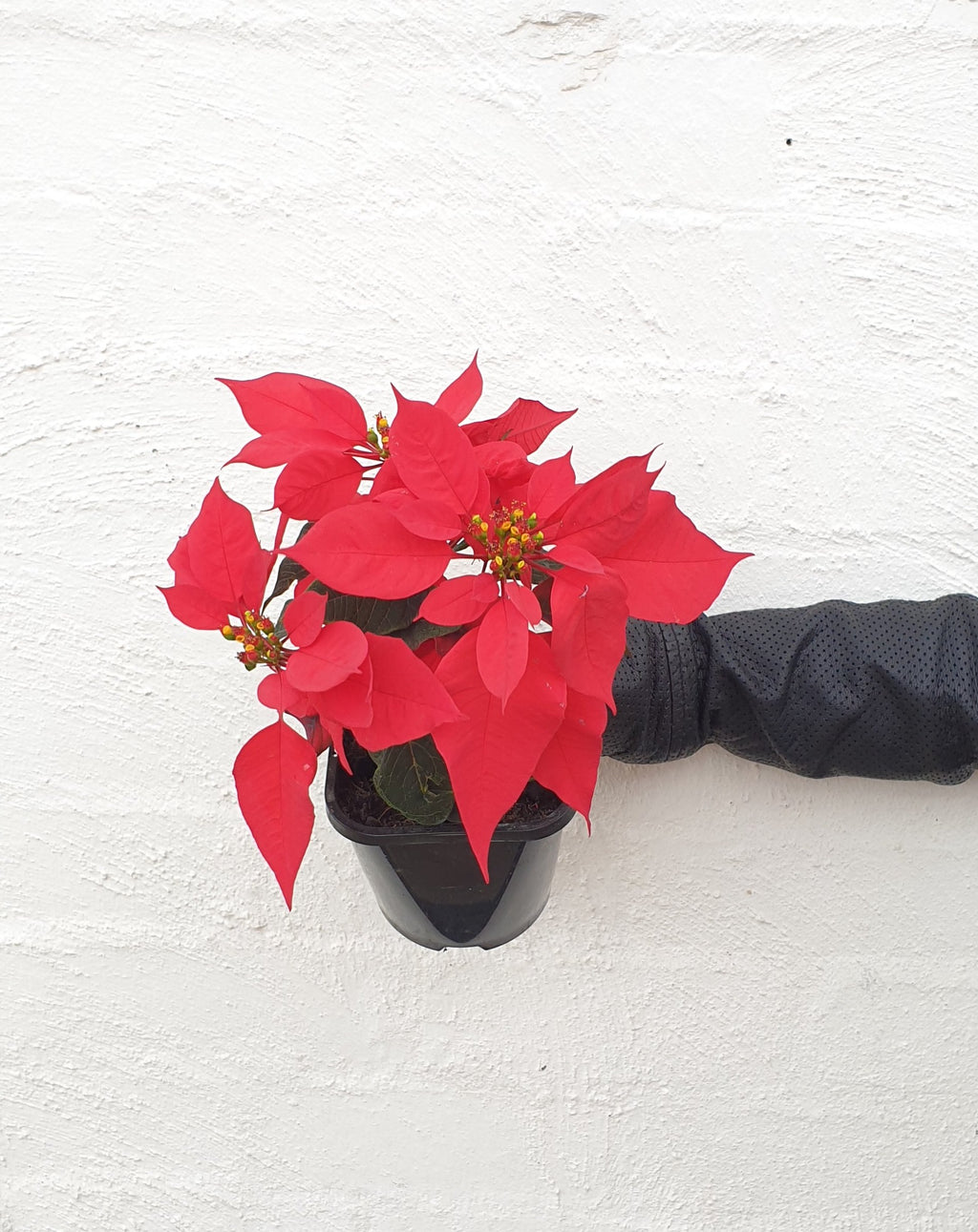 Poinsettia