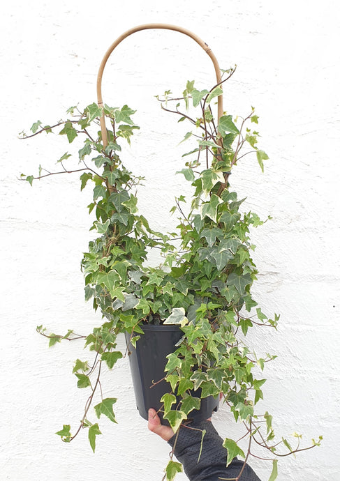 Trailing Ivy