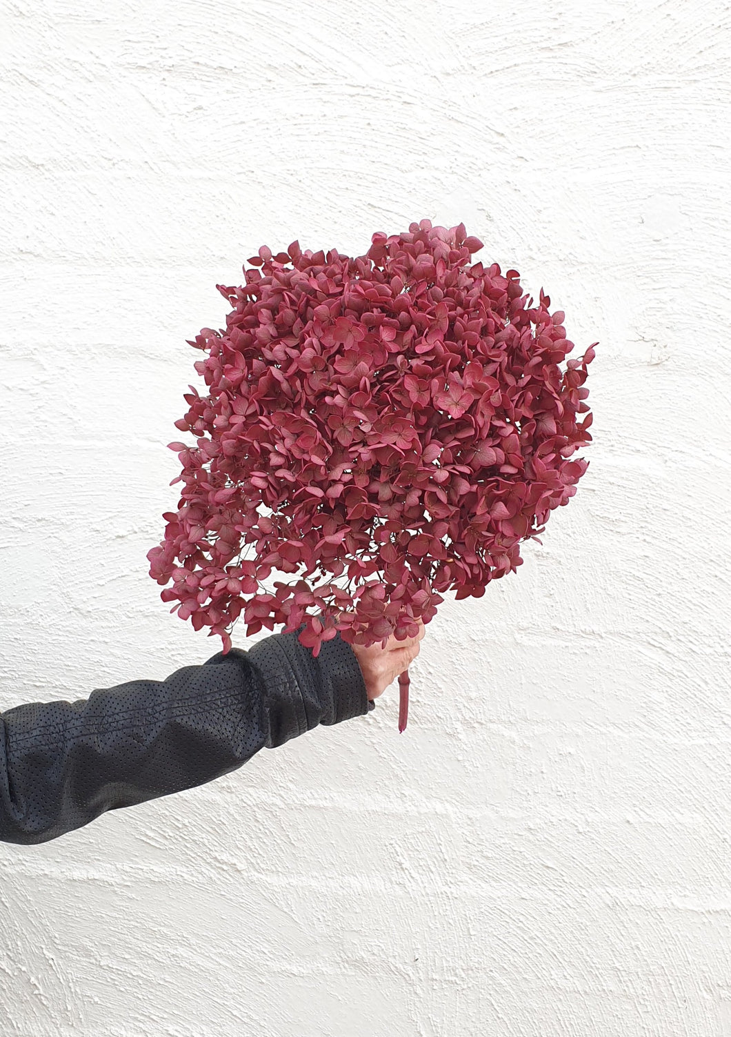 Preserved Berry Hydrangea | Grown Florist