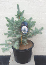 Load image into Gallery viewer, Blue Spruce Large Christmas Tree