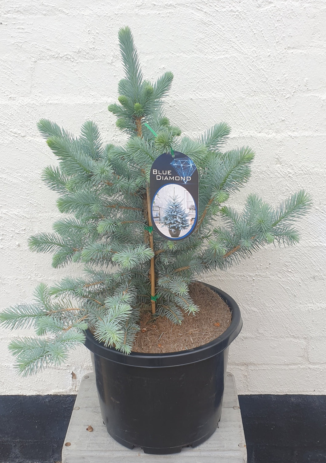 Blue Spruce Large Christmas Tree