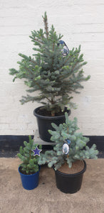 Blue Spruce Large Christmas Tree