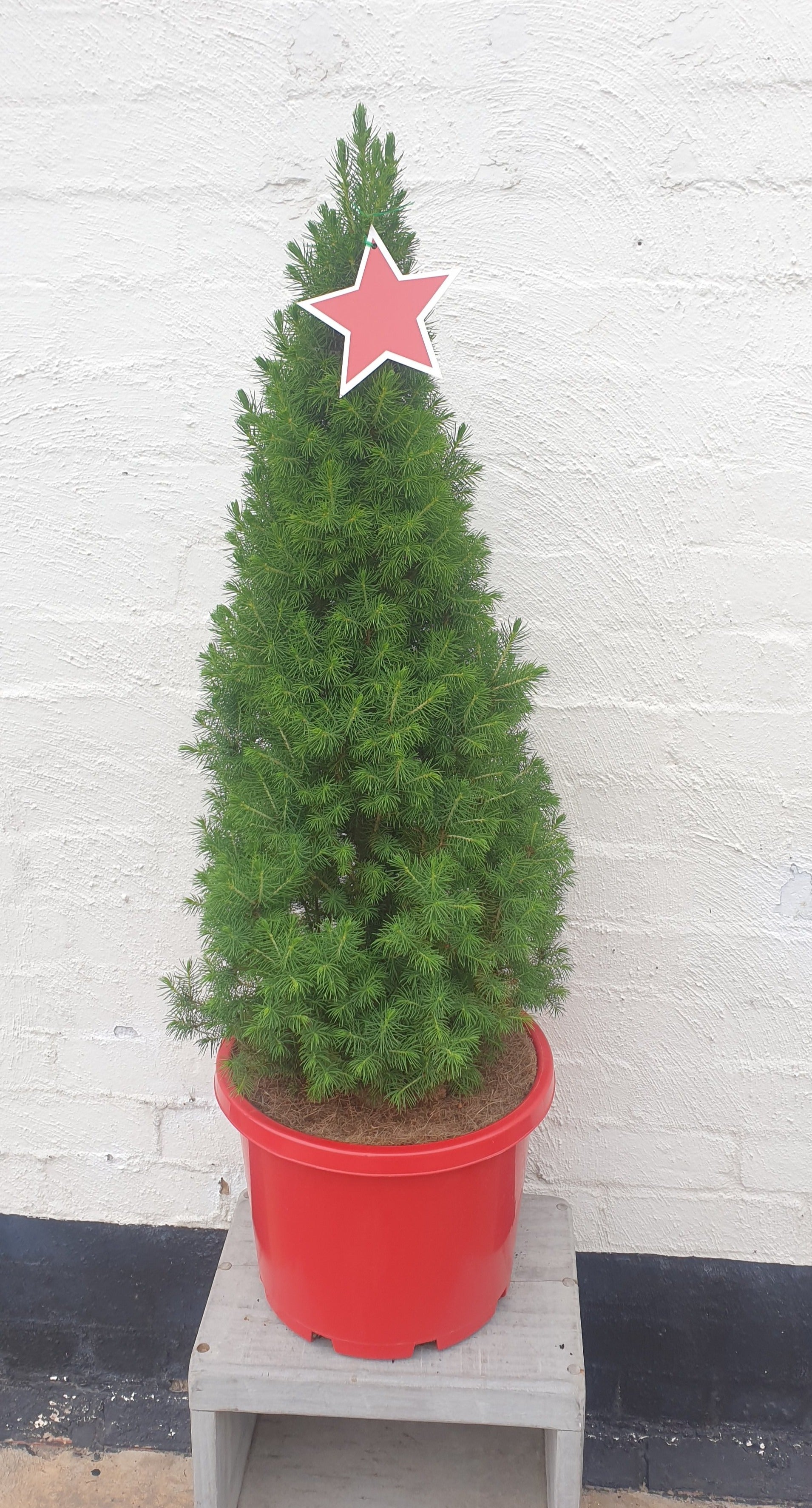 Christmas Star Large Tree