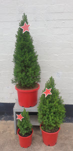 Christmas Star Small Tree