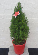 Load image into Gallery viewer, Christmas Star Medium Tree