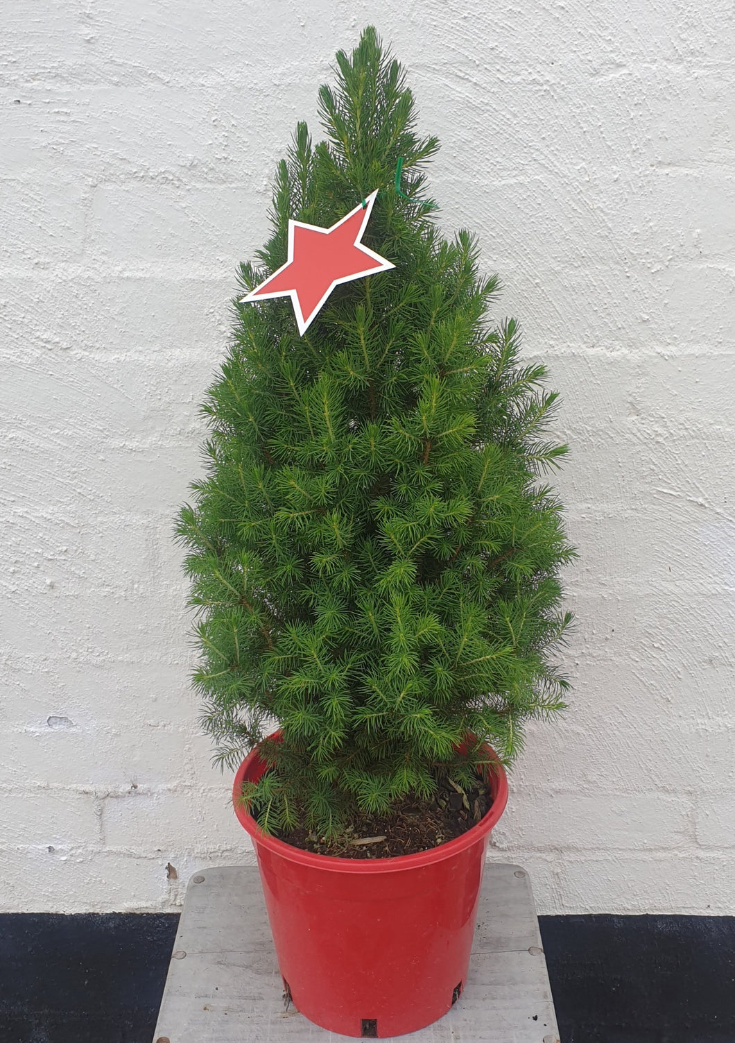 Christmas Star Medium Tree