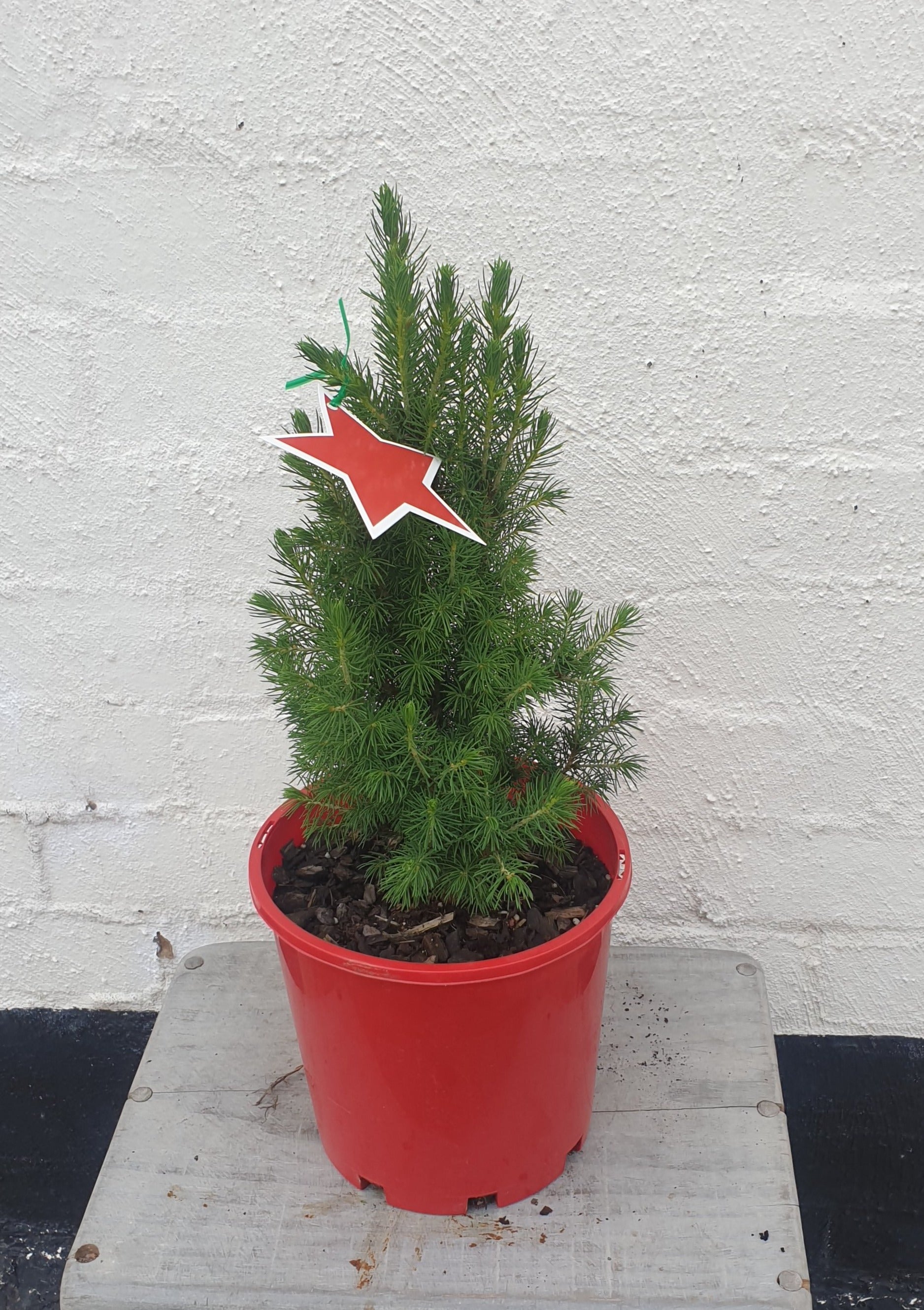 Christmas Star Small Tree