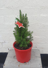 Load image into Gallery viewer, Christmas Star Small Tree