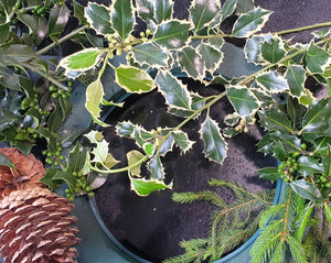 DIY Fresh Christmas wreath