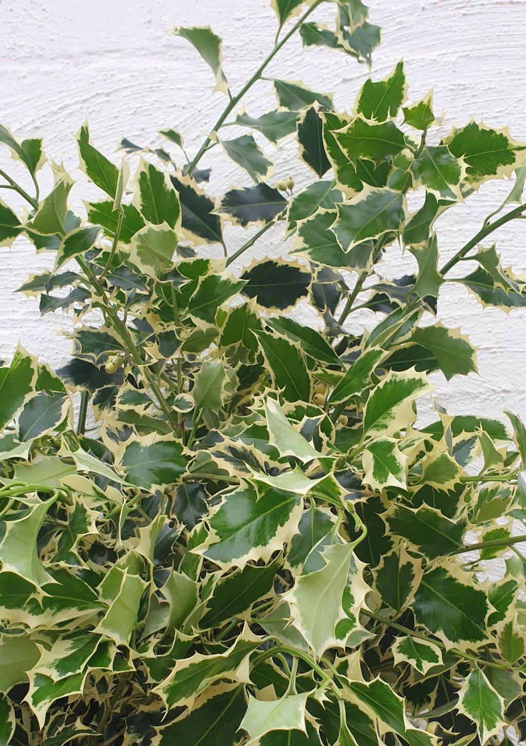 Florist Delivery Melbourne