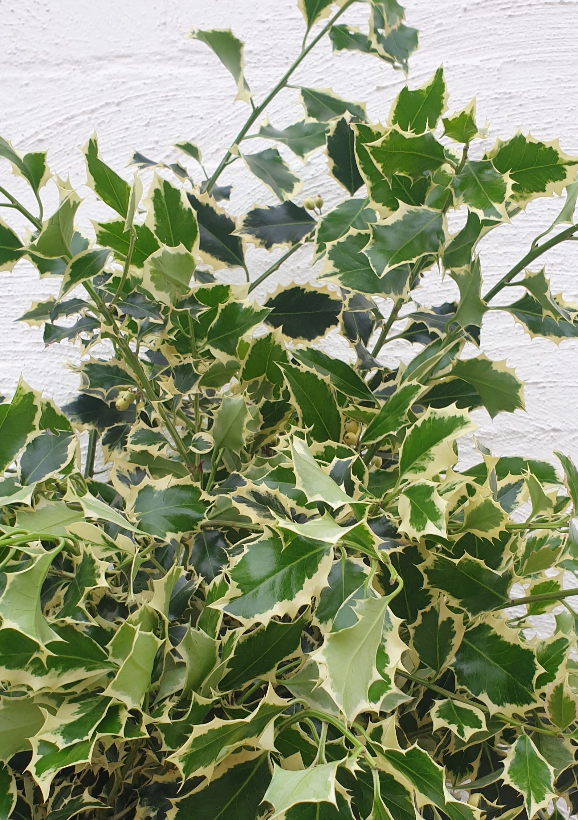 Florist Delivery Melbourne