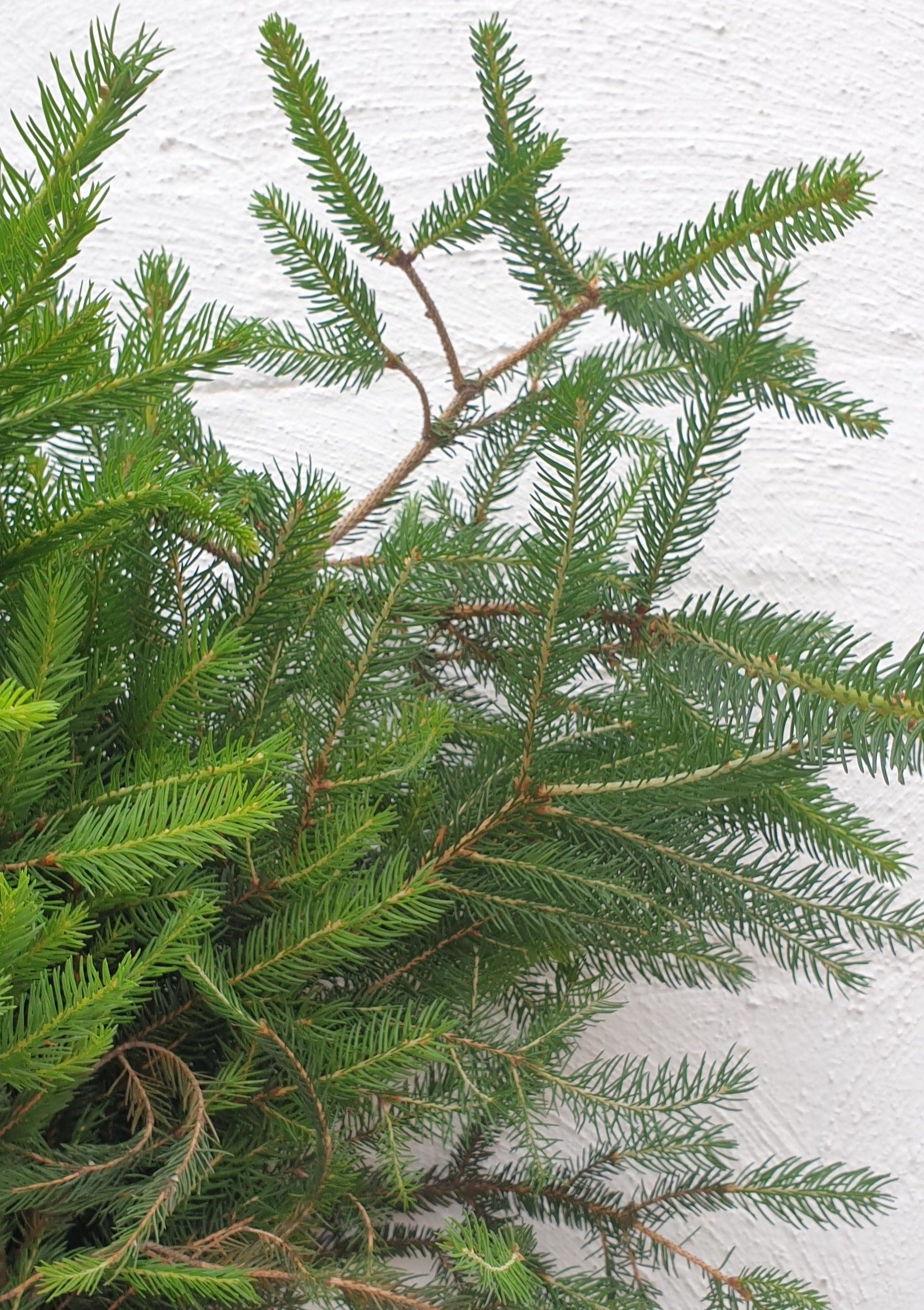 Thin Spruce