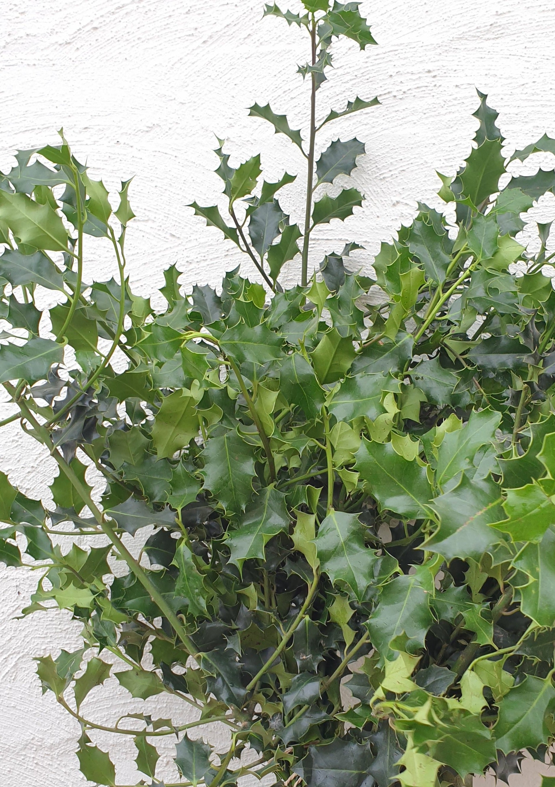 Florist Delivery Melbourne