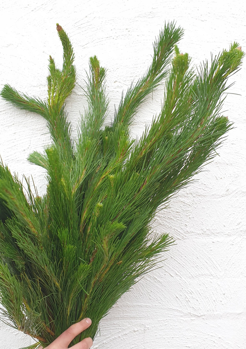 Florist Delivery Melbourne