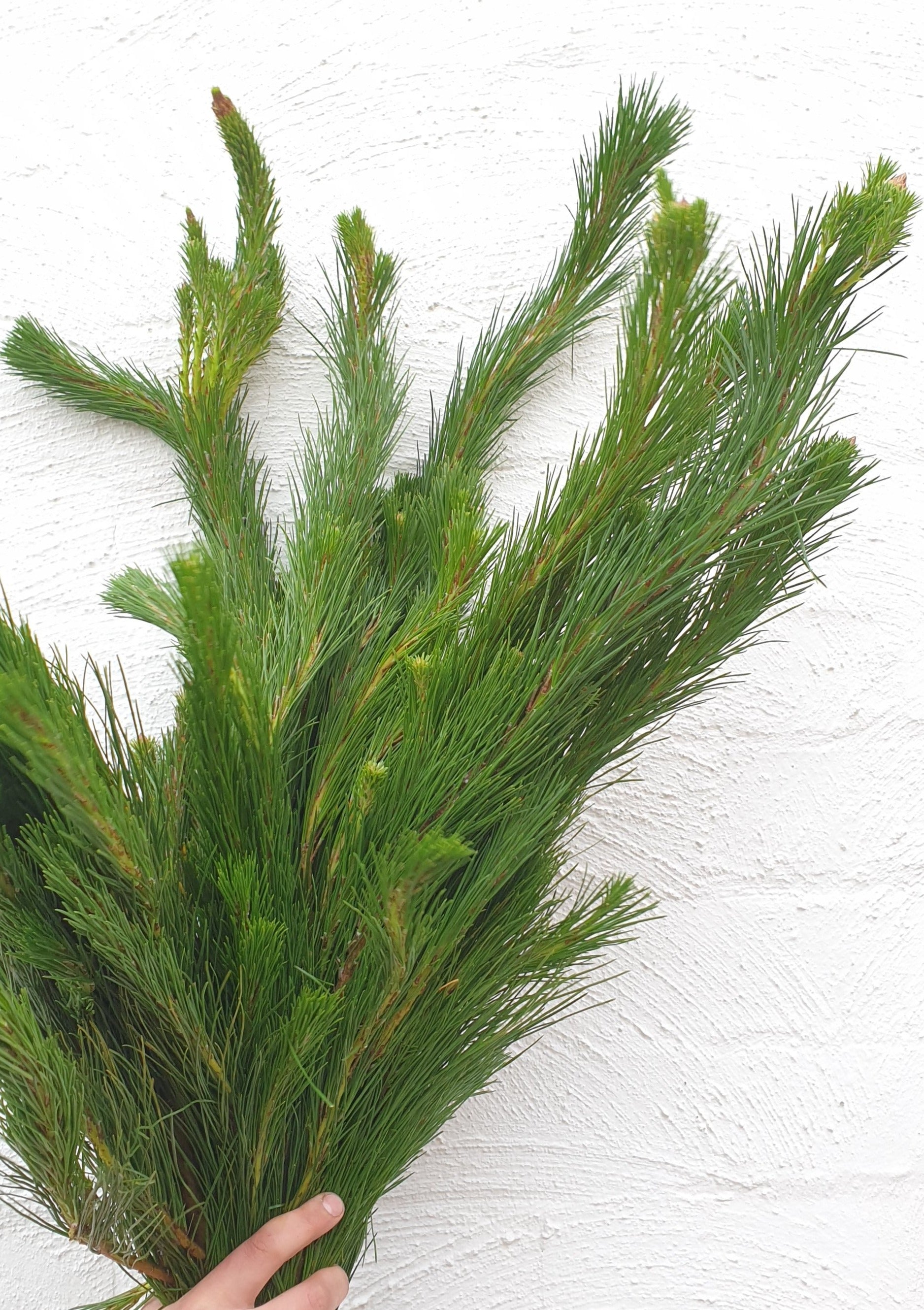 Florist Delivery Melbourne