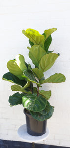 Fiddle Leaf - Large