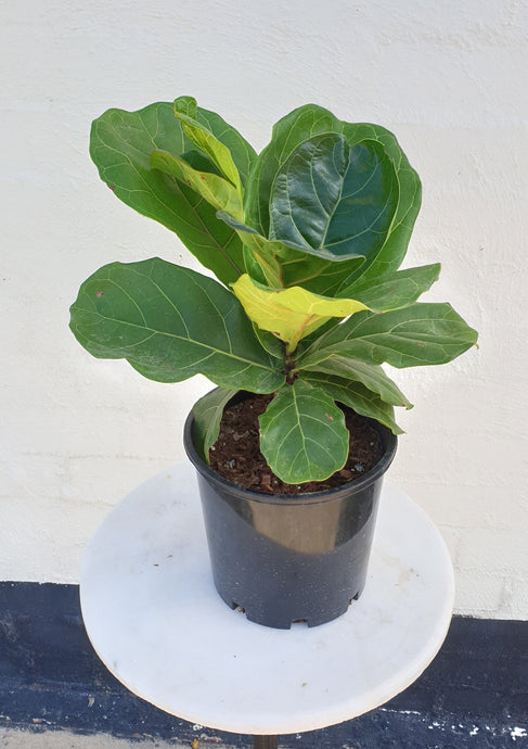 Fiddle Leaf - Small