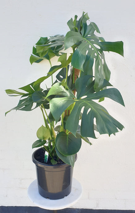Monstera deliciosa