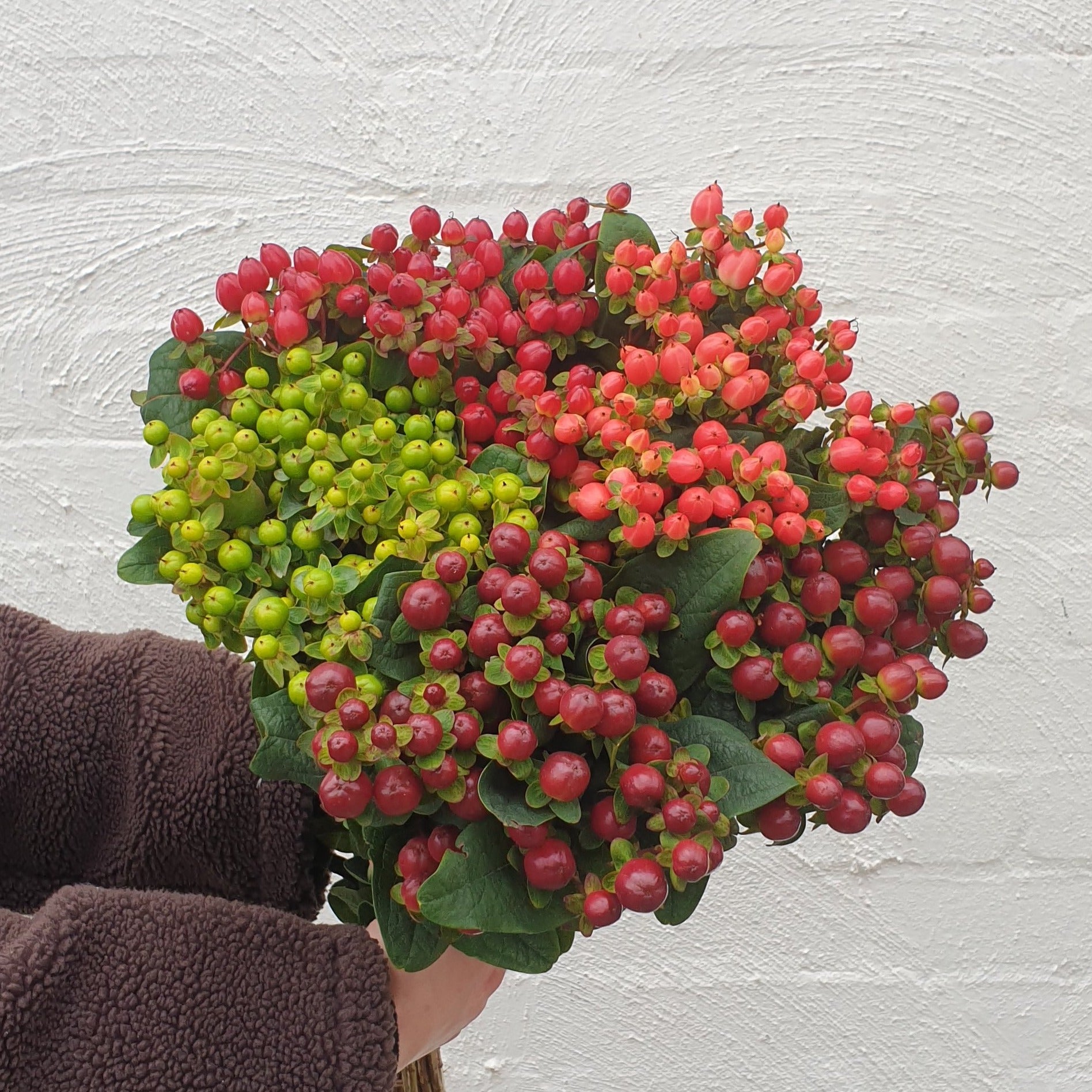 Hypericum
