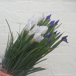 Iris