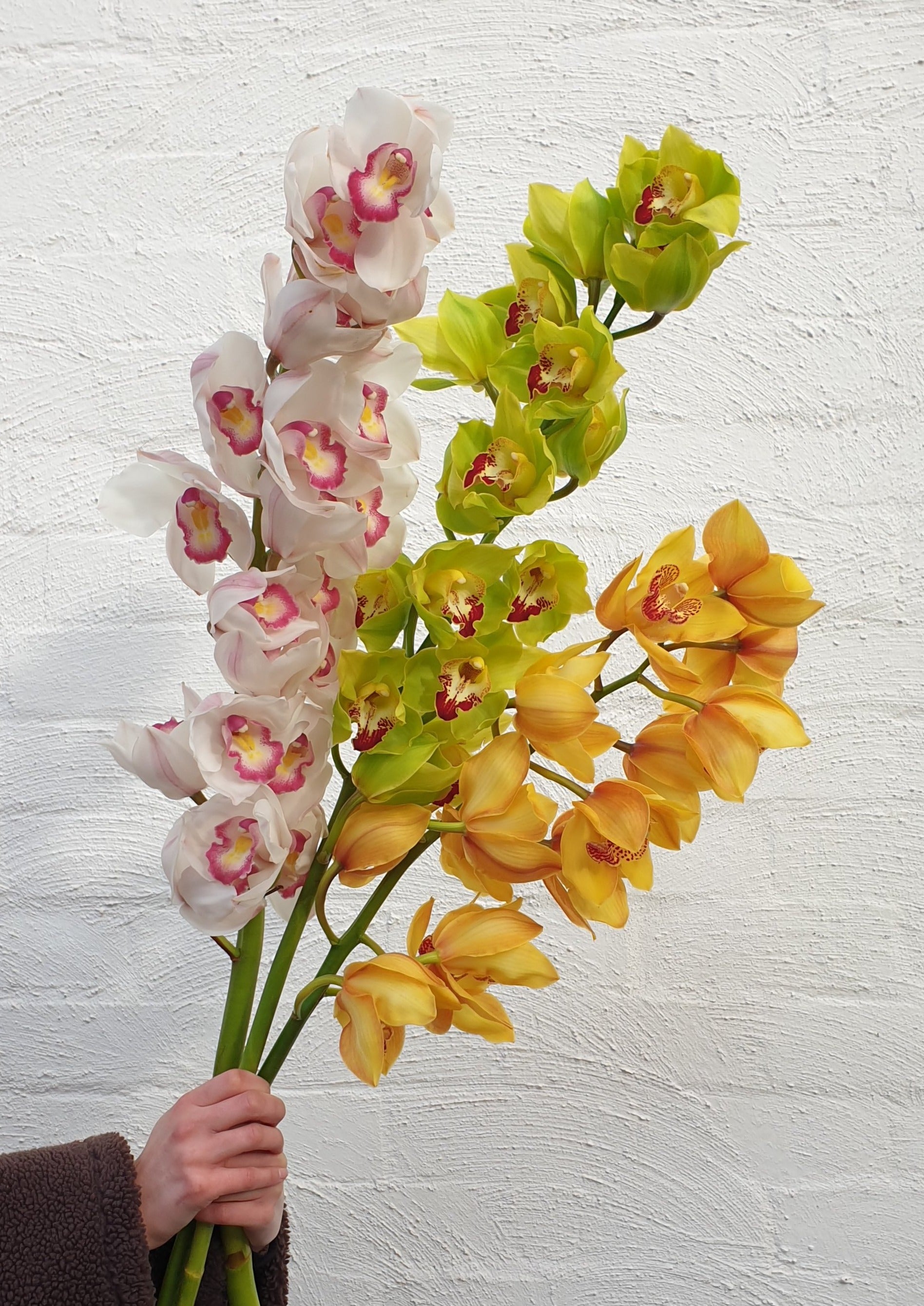 Cymbidium Orchid