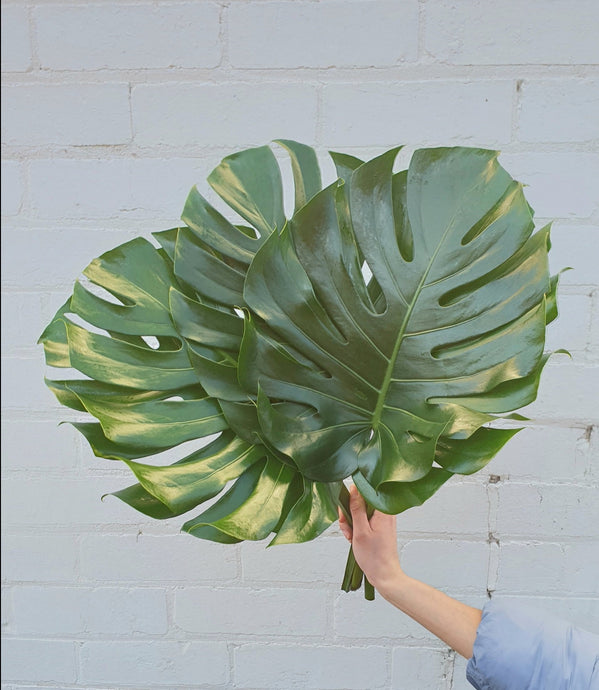 Monstera Leaves
