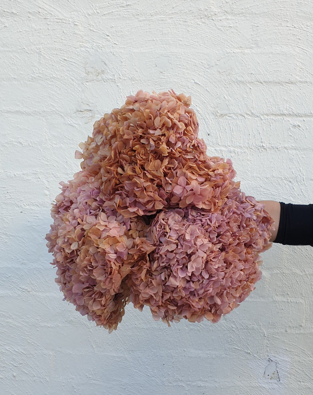 Preserved Lilac Hydrangea | Grown Florist