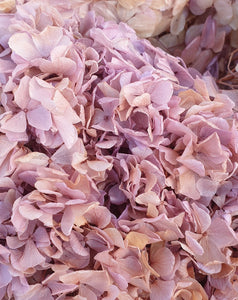 Preserved Lilac Hydrangea